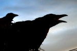 raven dusk